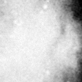 2019fib_image