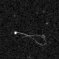 2019irm_image