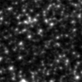 2019sro_image