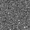 2021bee_image
