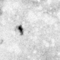2021fdf_image