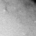 2021pdj_image