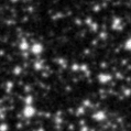 2024flo_image
